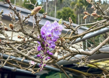 ▲嘉義縣梅山鄉「阿喜紫藤」的花苞已悄然綻放。（圖/嘉義縣政府提供）