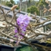 ▲嘉義縣梅山鄉「阿喜紫藤」的花苞已悄然綻放。（圖/嘉義縣政府提供）