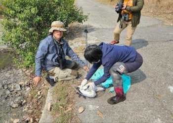 ▲受傷的黑面琵鷺被賞鳥團體發現後，緊急通報救援。（圖/嘉義縣政府提供）