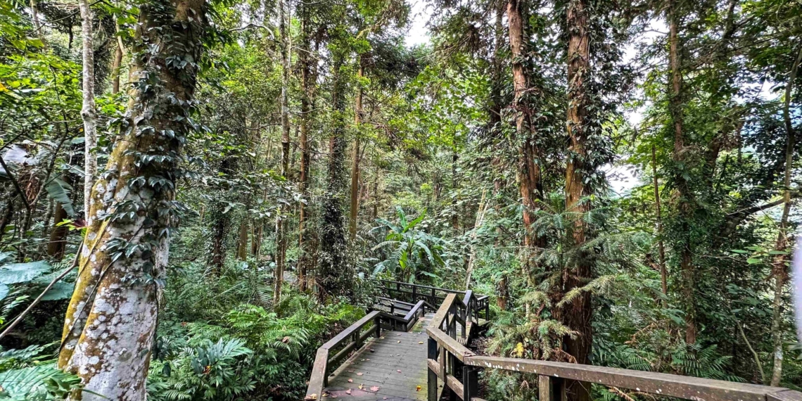 ▲嘉義縣擁有豐富的森林資源。（圖/嘉義縣政府提供）