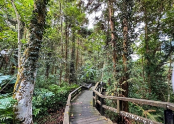 ▲嘉義縣擁有豐富的森林資源。（圖/嘉義縣政府提供）