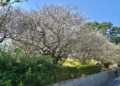 ▲嘉義縣梅山鄉梅山公園的花開約五成，潔白的花朵點綴山林，如雪覆枝頭。（圖/嘉義縣政府提供）