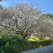 ▲嘉義縣梅山鄉梅山公園的花開約五成，潔白的花朵點綴山林，如雪覆枝頭。（圖/嘉義縣政府提供）