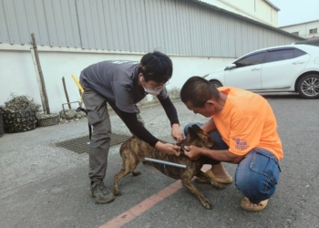 ▲部份愛心餵養人支持，主動幫忙犬隻佩戴矯正器。（圖/嘉義縣政府提供）