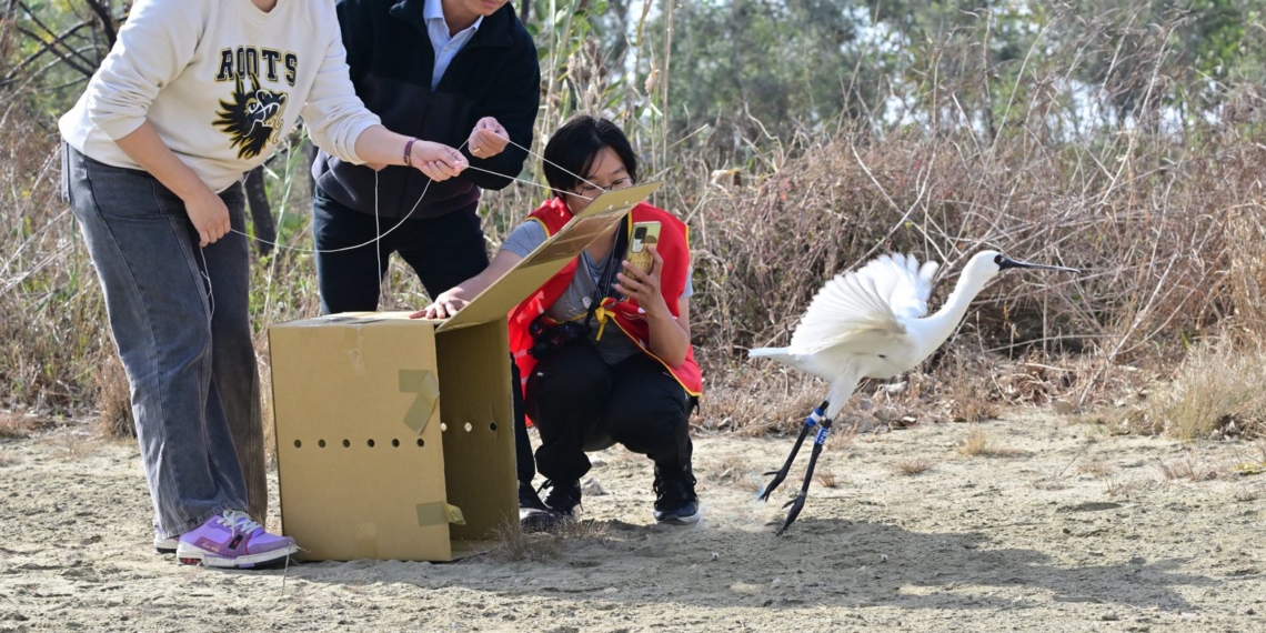 ▲嘉義縣跨單位順利完成黑面琵鷺的野放。（圖/嘉義縣政府提供）