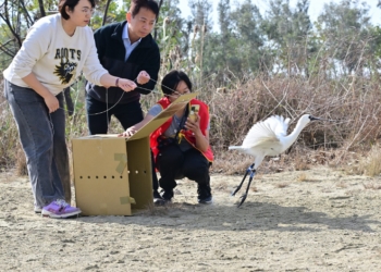 ▲嘉義縣跨單位順利完成黑面琵鷺的野放。（圖/嘉義縣政府提供）