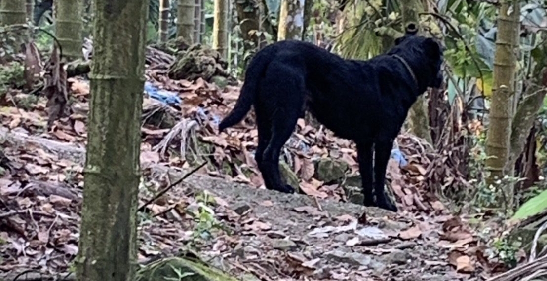 ▲飼主放養犬隻肇禍。（圖/嘉義縣家畜疾病防治所提供）
