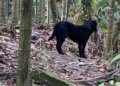 ▲飼主放養犬隻肇禍。（圖/嘉義縣家畜疾病防治所提供）