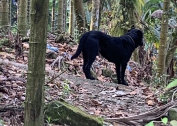 ▲飼主放養犬隻肇禍。(圖/嘉義縣家畜疾病防治所提供)