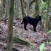 ▲飼主放養犬隻肇禍。(圖/嘉義縣家畜疾病防治所提供)