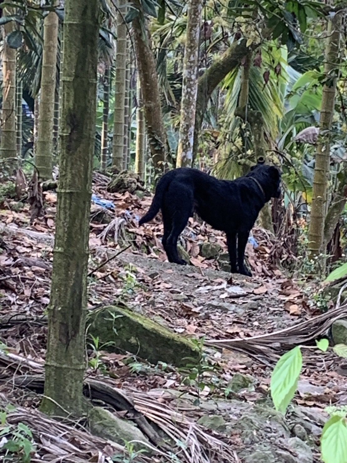 ▲飼主放養犬隻肇禍。(圖/嘉義縣家畜疾病防治所提供)