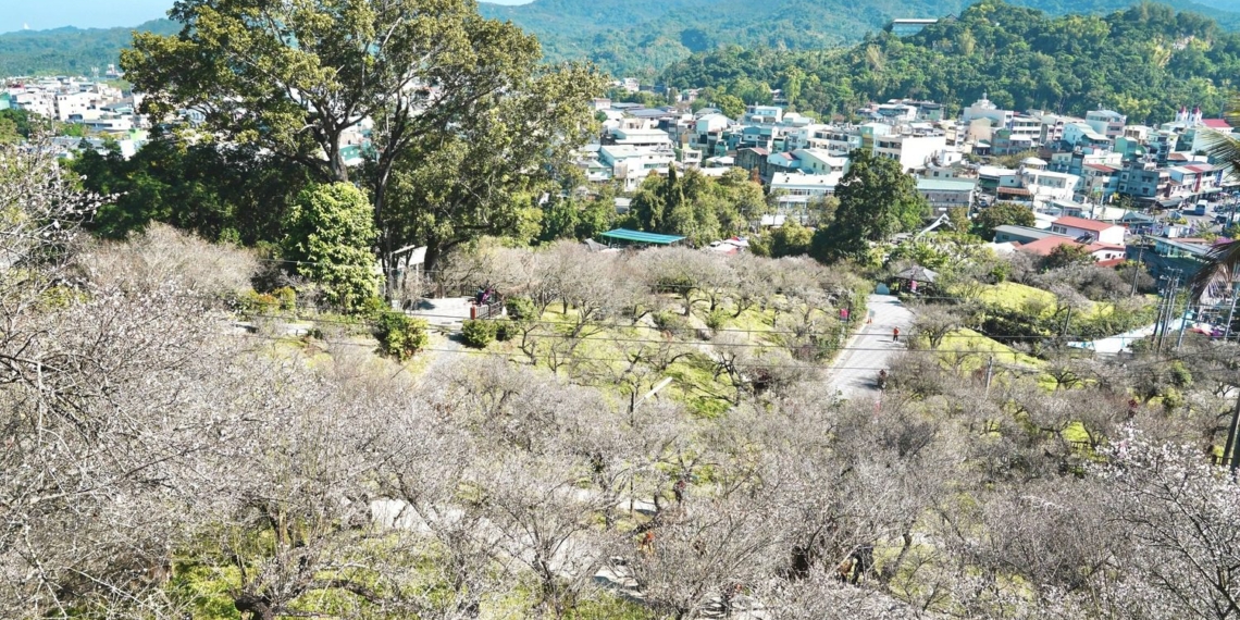 ▲梅山公園目前花況達五成以上，花期預計開到1月底。（圖/嘉義縣政府提供）