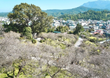 ▲梅山公園目前花況達五成以上,花期預計開到1月底。(圖/嘉義縣政府提供)
