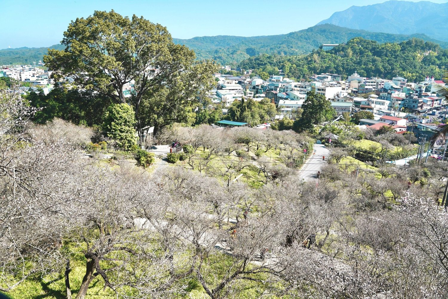 ▲梅山公園目前花況達五成以上,花期預計開到1月底。(圖/嘉義縣政府提供)
