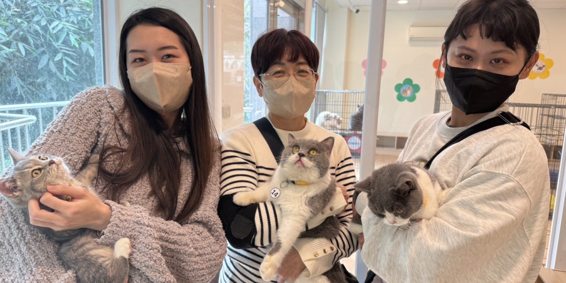 ▲「喵星人命定配對活動」等你來認養。（圖/嘉義縣政府提供）