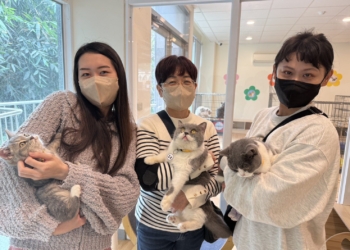 ▲「喵星人命定配對活動」等你來認養。（圖/嘉義縣政府提供）