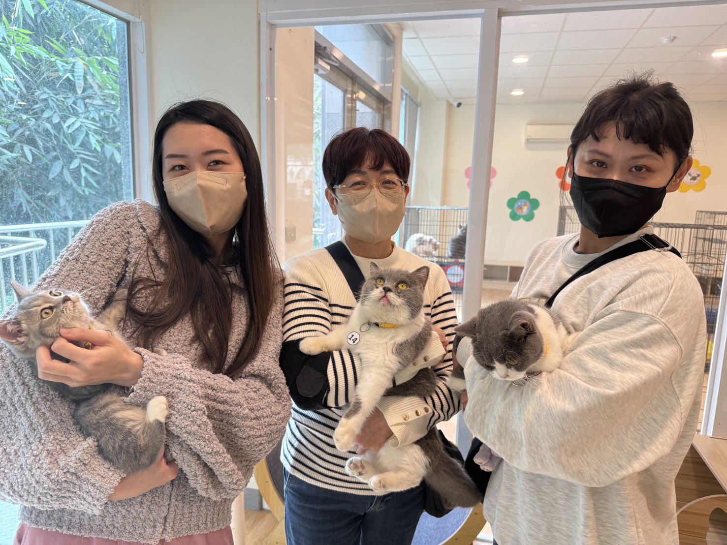 ▲「喵星人命定配對活動」等你來認養。(圖/嘉義縣政府提供)