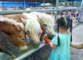 ▲獨角仙休閒農場可近距離與動物互動。（圖/嘉義縣政府提供）
