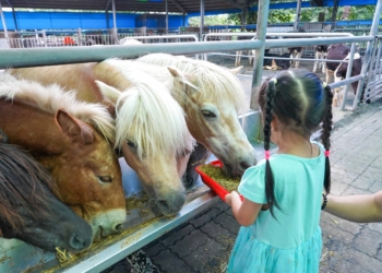 ▲獨角仙休閒農場可近距離與動物互動。（圖/嘉義縣政府提供）