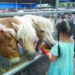 ▲獨角仙休閒農場可近距離與動物互動。（圖/嘉義縣政府提供）