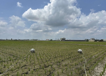 ▲雲林縣推動低碳稻作計畫,透過施用特定益生菌製劑,降低水稻田溫室氣體排放。(圖/雲林縣政府提供)
