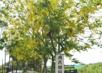 ▲阿勃勒5月花期綻放，邀請全國民眾來朴子溪自行車道單車旅遊。(圖/嘉義縣政府提供)