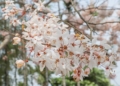 ▲113年花旗木盛放 粉紅花海夢幻綻放。(圖/嘉義縣政府提供)