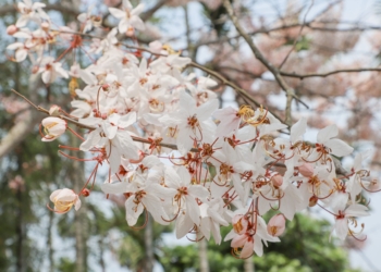 ▲113年花旗木盛放 粉紅花海夢幻綻放。(圖/嘉義縣政府提供)