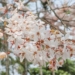 ▲113年花旗木盛放 粉紅花海夢幻綻放。(圖/嘉義縣政府提供)