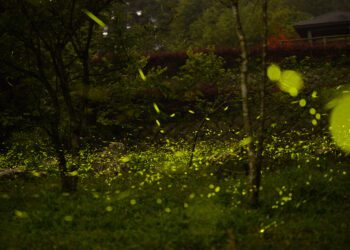 ▲竹崎鄉光華賞螢步道。(圖/嘉義縣政府提供)