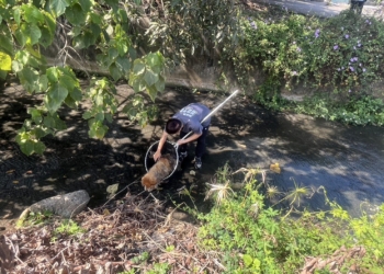 ▲動保人員至民雄鄉大排水溝，救援遭棄養的鬆獅犬。（圖/家畜疾病防治所提供）