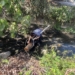 ▲動保人員至民雄鄉大排水溝，救援遭棄養的鬆獅犬。（圖/家畜疾病防治所提供）