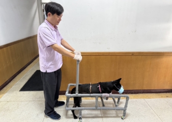 ▲嘉義縣家畜疾病防治所為斷肢狗狗量身訂做復健車。（圖/嘉義縣政府提供）
