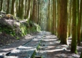 ▲「特富野古道」沿著鐵道遺跡漫步林間。（圖/嘉義縣政府提供）