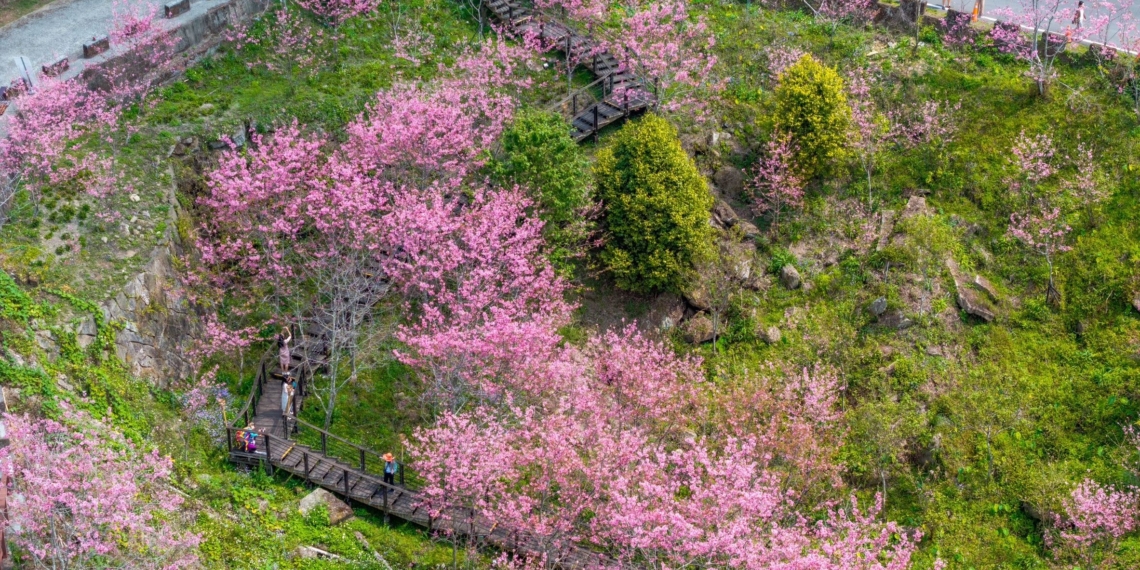 ▲石棹櫻之道夜櫻景色迷人。（圖/嘉義縣政府提供）
