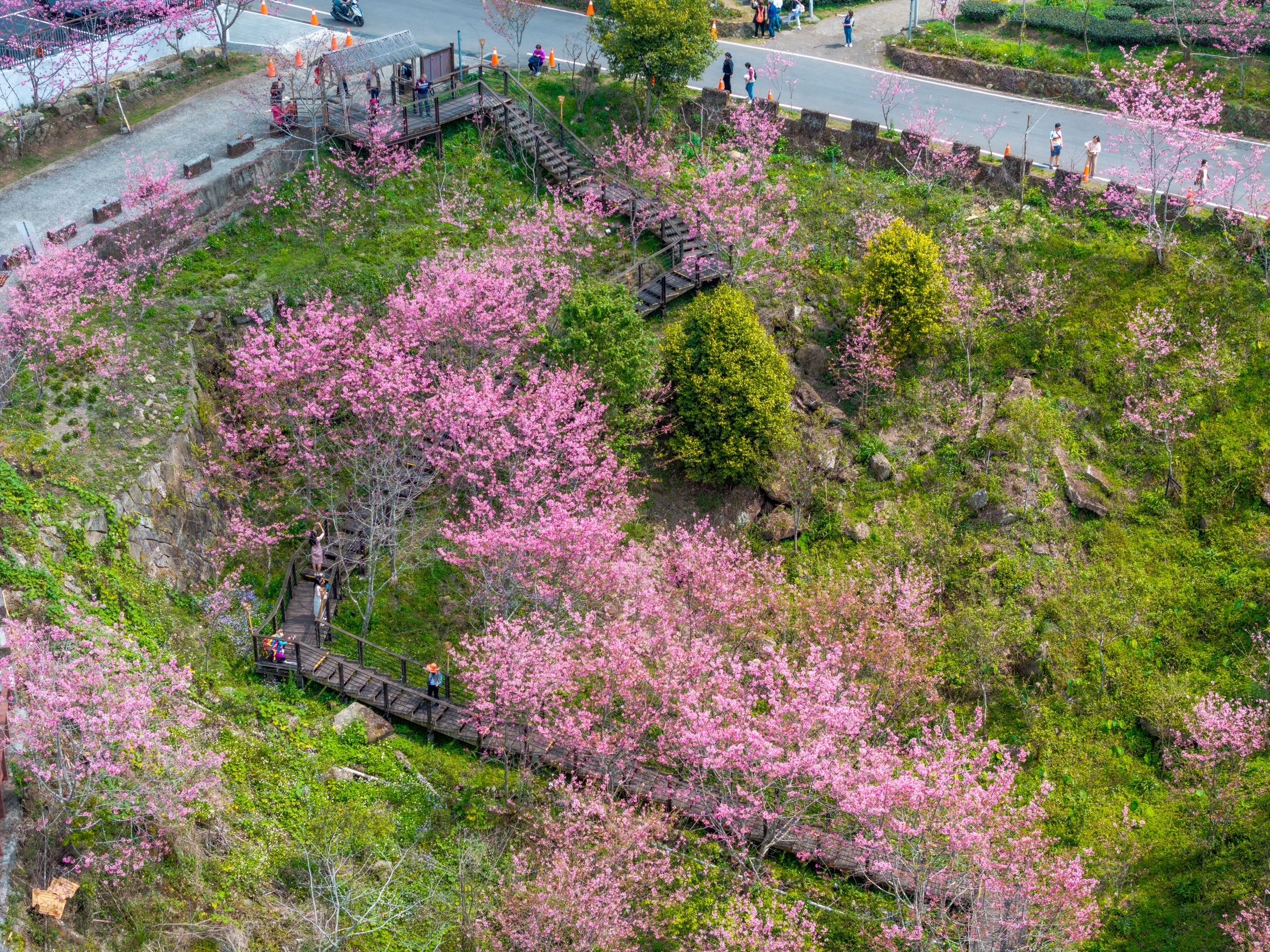 ▲石棹櫻之道夜櫻景色迷人。(圖/嘉義縣政府提供)