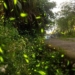 ▲「漫遊雲林螢林‧Light Yunlin」4/13盛大登場，邀您一同尋覓自然之美。 (圖/雲林縣政府提供)