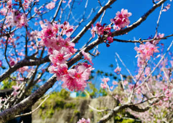 ▲嘉義縣山區的櫻花正盛開中。（圖/嘉義縣政府提供）
