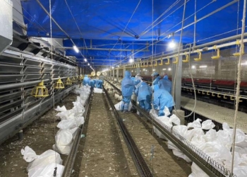 ▲斗六市1白肉種雞場（主動通報）今(12/5)日確診H5N1亞型高病原性禽流感，雲林縣動植物防疫所(防疫所)執行撲殺銷毀作業，並完成場區及周邊環境清潔及消毒工作。(圖/雲林縣政府提供)