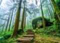 ▲大凍山步道。（圖/嘉義縣政府提供）