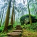▲大凍山步道。（圖/嘉義縣政府提供）