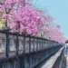 ▲洋紅風鈴木為新春帶來浪漫。(圖/嘉義市政府提供)